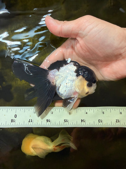 [SINGLE] Panda Oranda Male 4.5 inches #040326SO_08