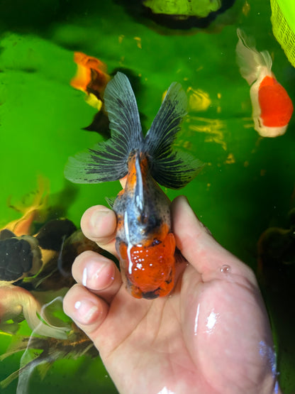 [COUPLE] - Tiger & Calico Oranda 4-4.5 inches #110824CO_19