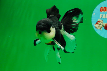 [SINGLE] Panda Button Eyes Oranda Male 4.5 inches #080825SO_06