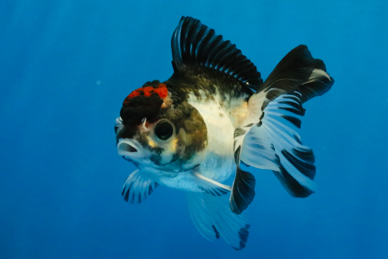 [SINGLE] Tricolor Oranda Male 4 inches #041726SO_03
