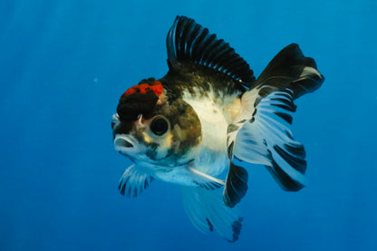 [SINGLE] Tricolor Oranda Male 4 inches #041726SO_03