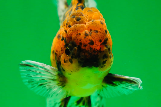 [SINGLE] Tiger Oranda Male 4.5 inches #081525SO_01