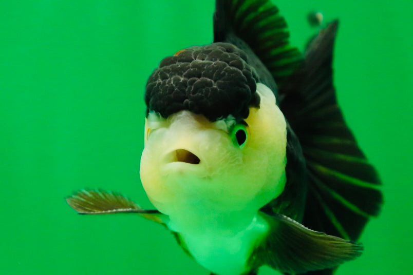 [SINGLE] Panda Oranda Male 4.5 inches #081525SO_06