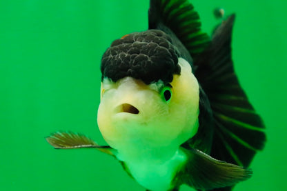 [SINGLE] Panda Oranda Male 4.5 inches #081525SO_06