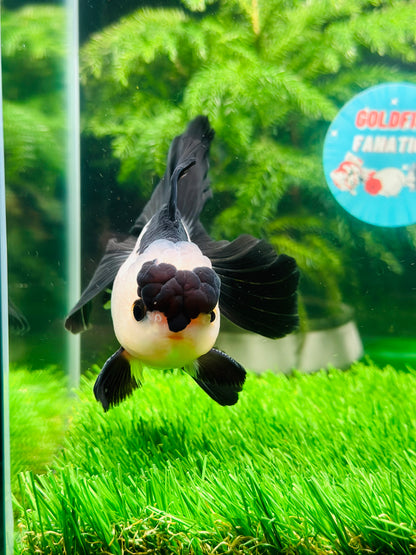 [SINGLE] Panda Oranda Male size 4.5 inches #111524SO_19