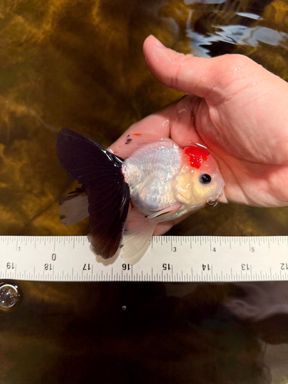 [SINGLE] Tricolor Button Eyes Oranda Male 4-4.5 inches #030626SO_04