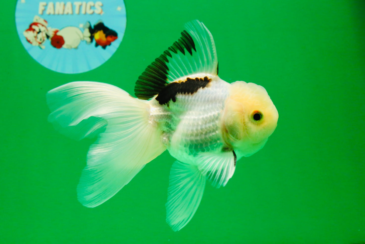 [SINGLE] Tricolor Oranda Male 4.5 inches #112125SO_02