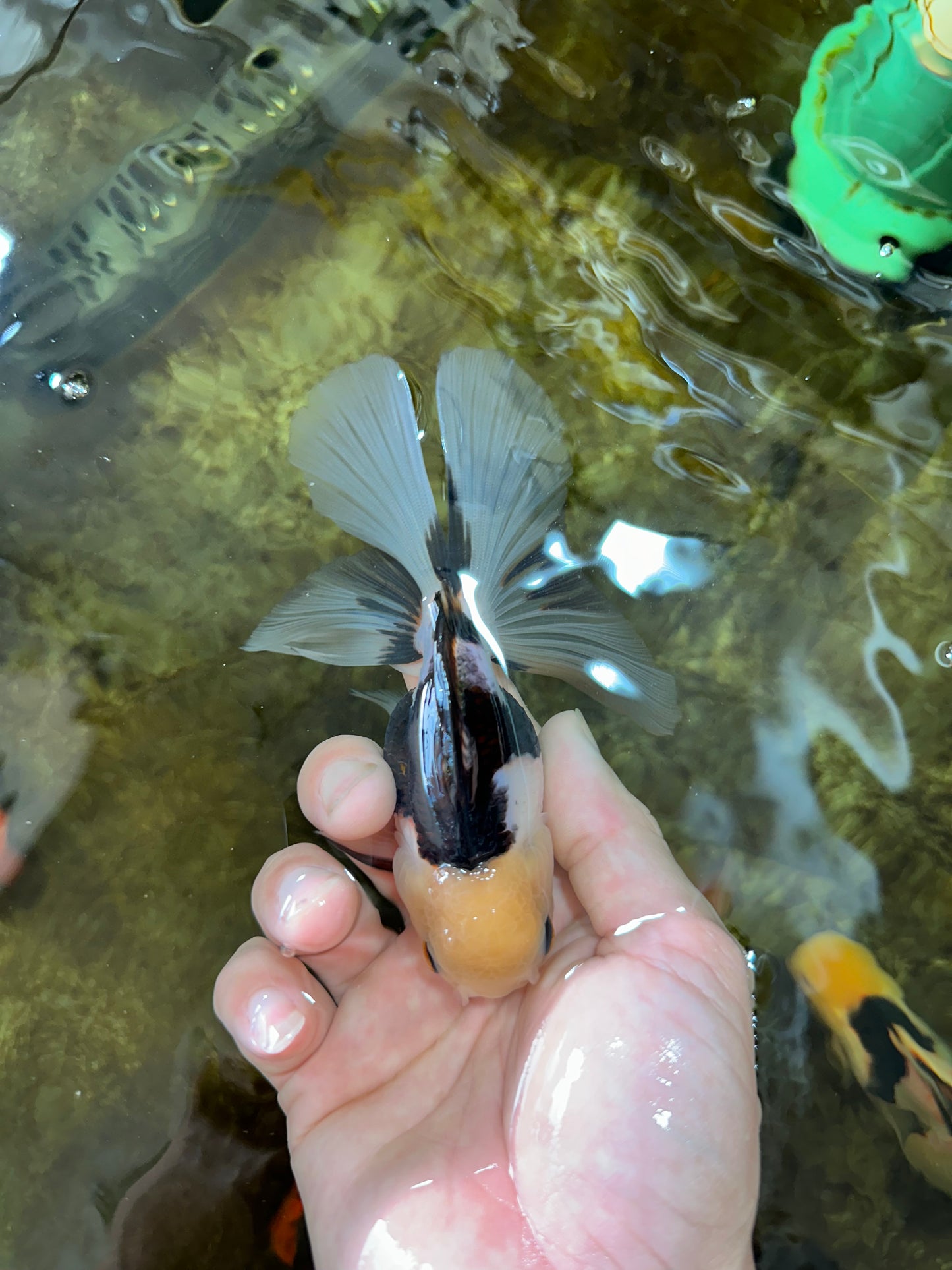 [SINGLE] Panda Oranda Female 4.5 inches #080825SO_04