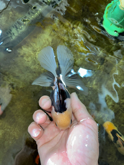 [SINGLE] Panda Oranda Female 4.5 inches #080825SO_04