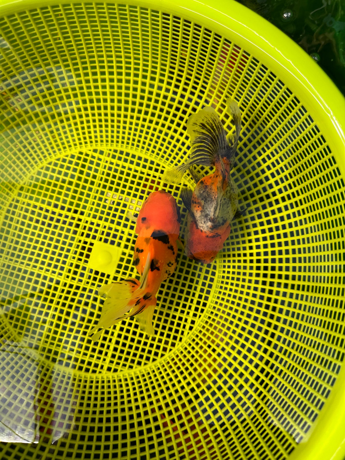 [COUPLE] - Tiger & Calico Oranda 4-4.5 inches #110824CO_19