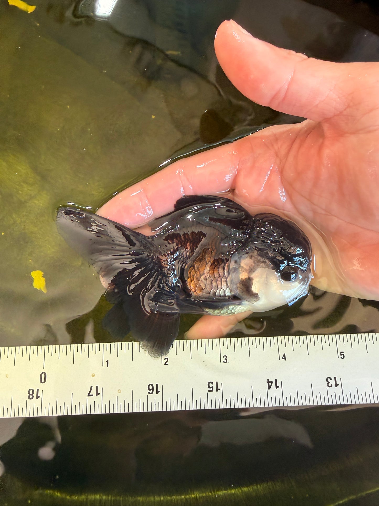[SINGLE] Panda Oranda Male 4-4.5 inches #041026SO_07