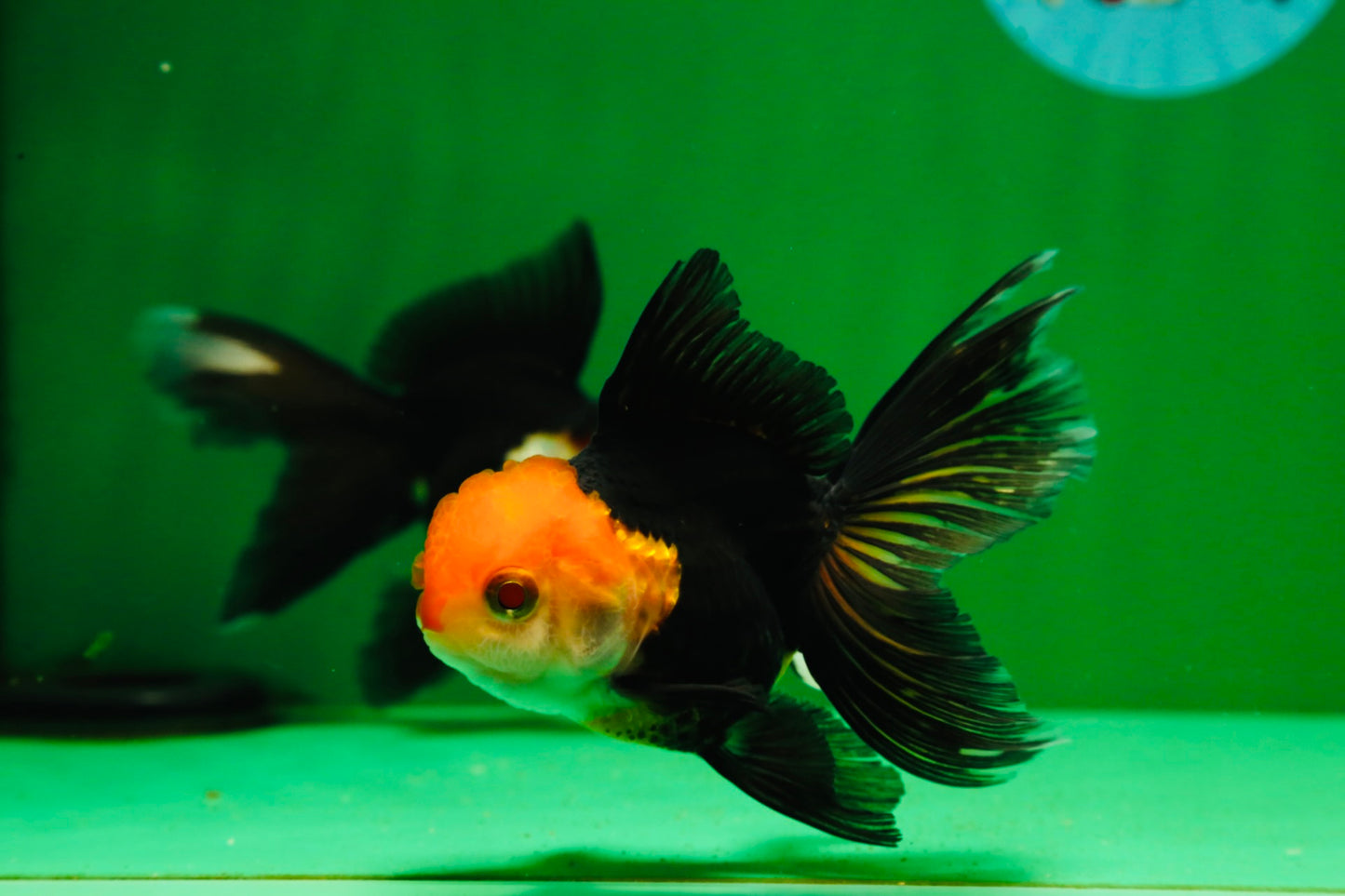 [COUPLE] Tricolor Oranda Male & Female 4-4.5 inches #101025CO_01