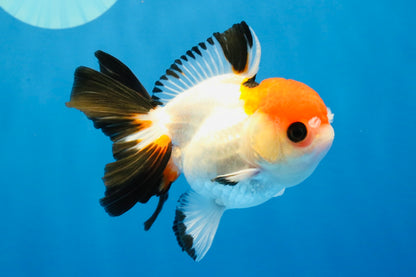 [SINGLE] Tricolor Oranda Female 4-4.5 inches #041026SO_06