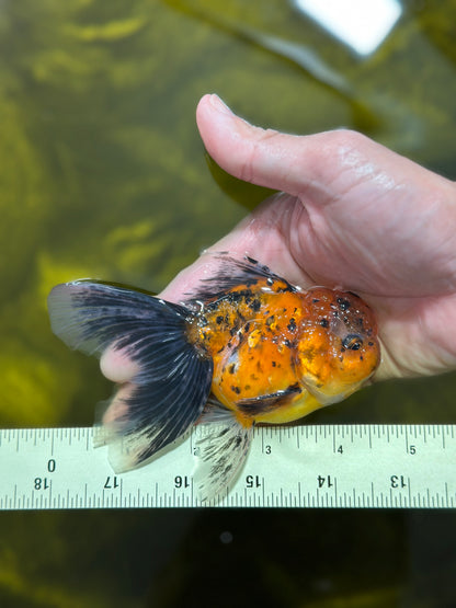 [SINGLE] Tiger Oranda Male 4.5 inches #112924SO_15