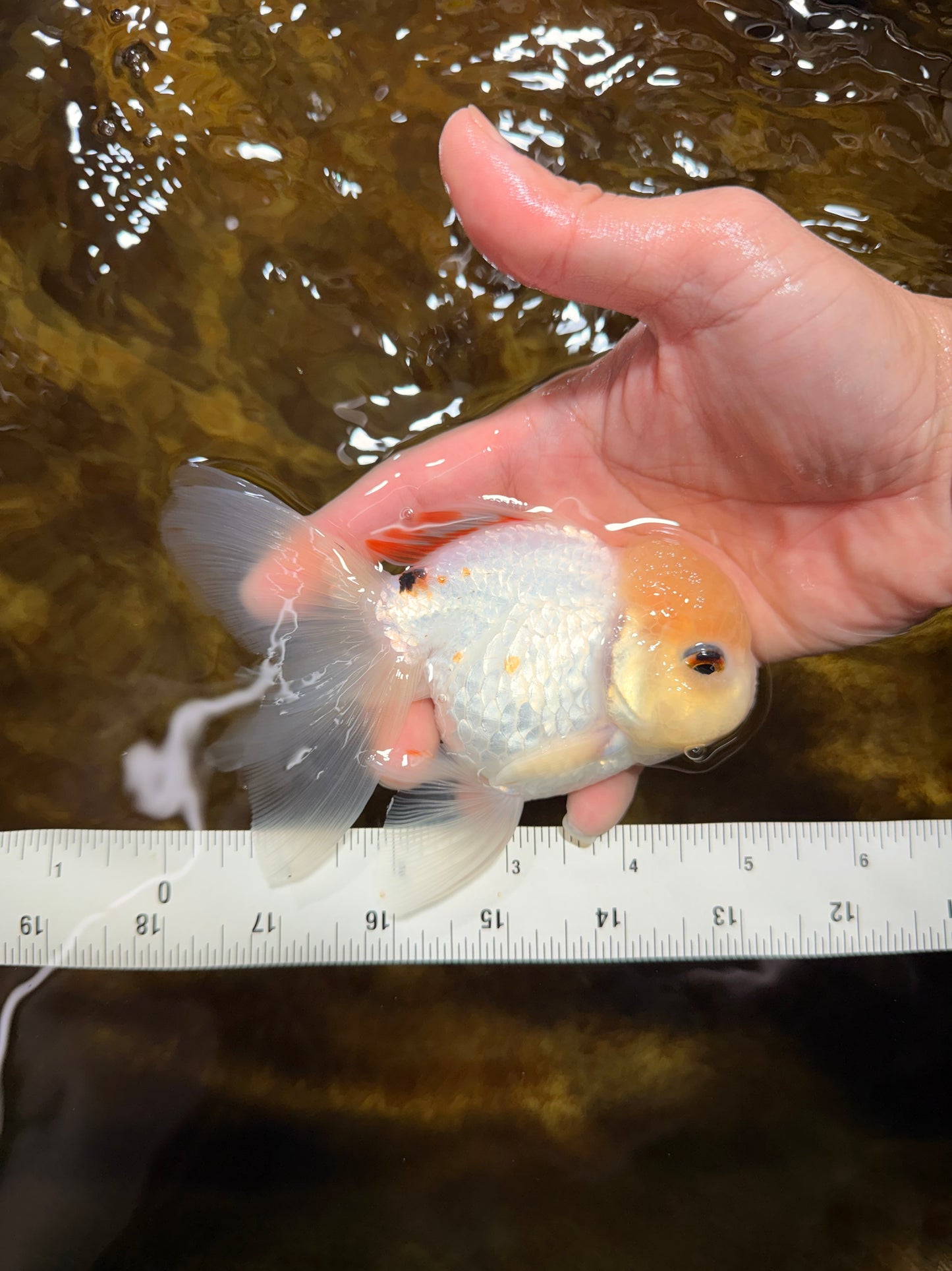 [SINGLE] White Oranda Male 5 inches #121925SO_01