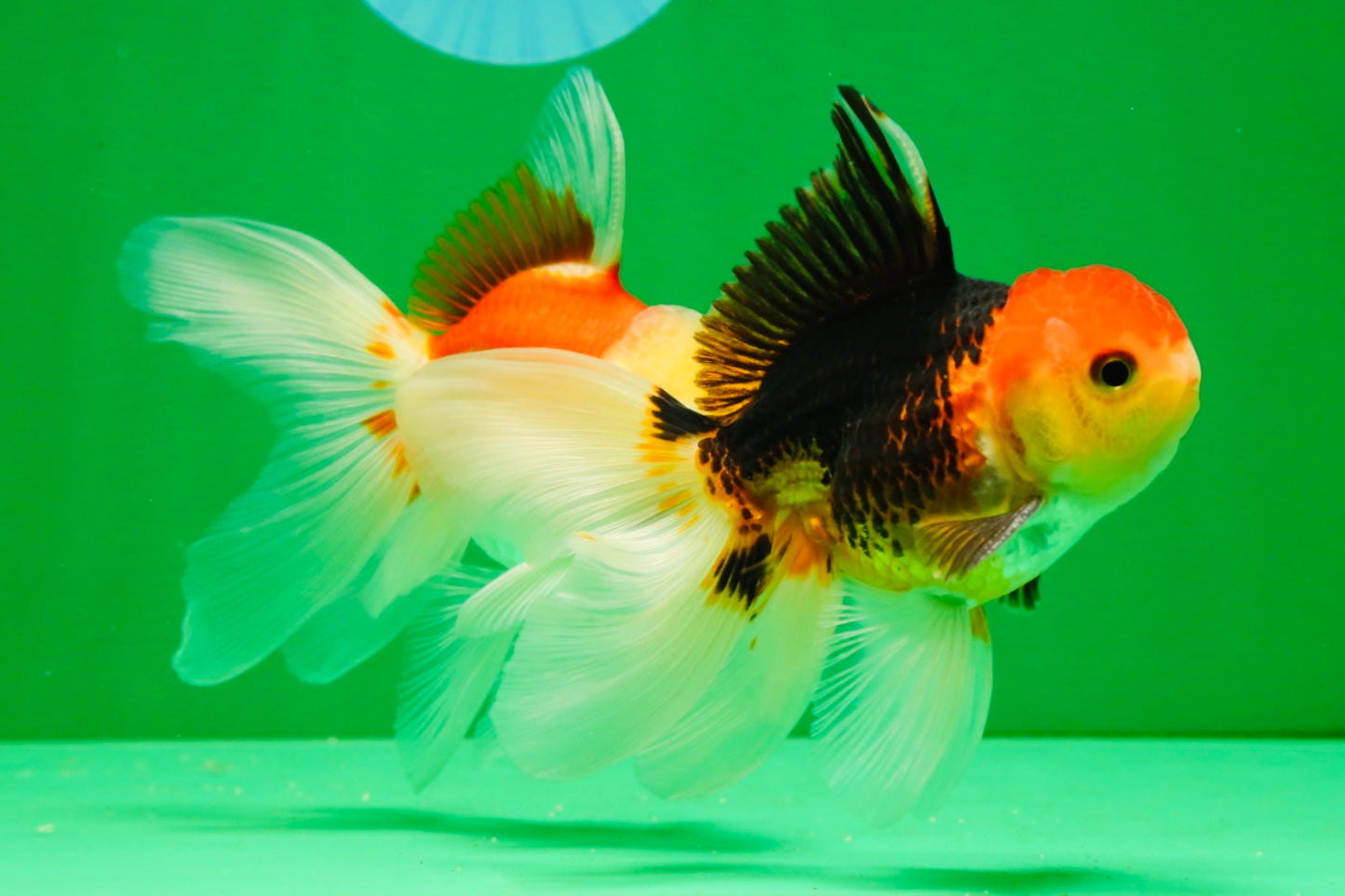 [COUPLE] Tricolor Male & Red White Female Oranda 4-4.5 inches #101025CO_03