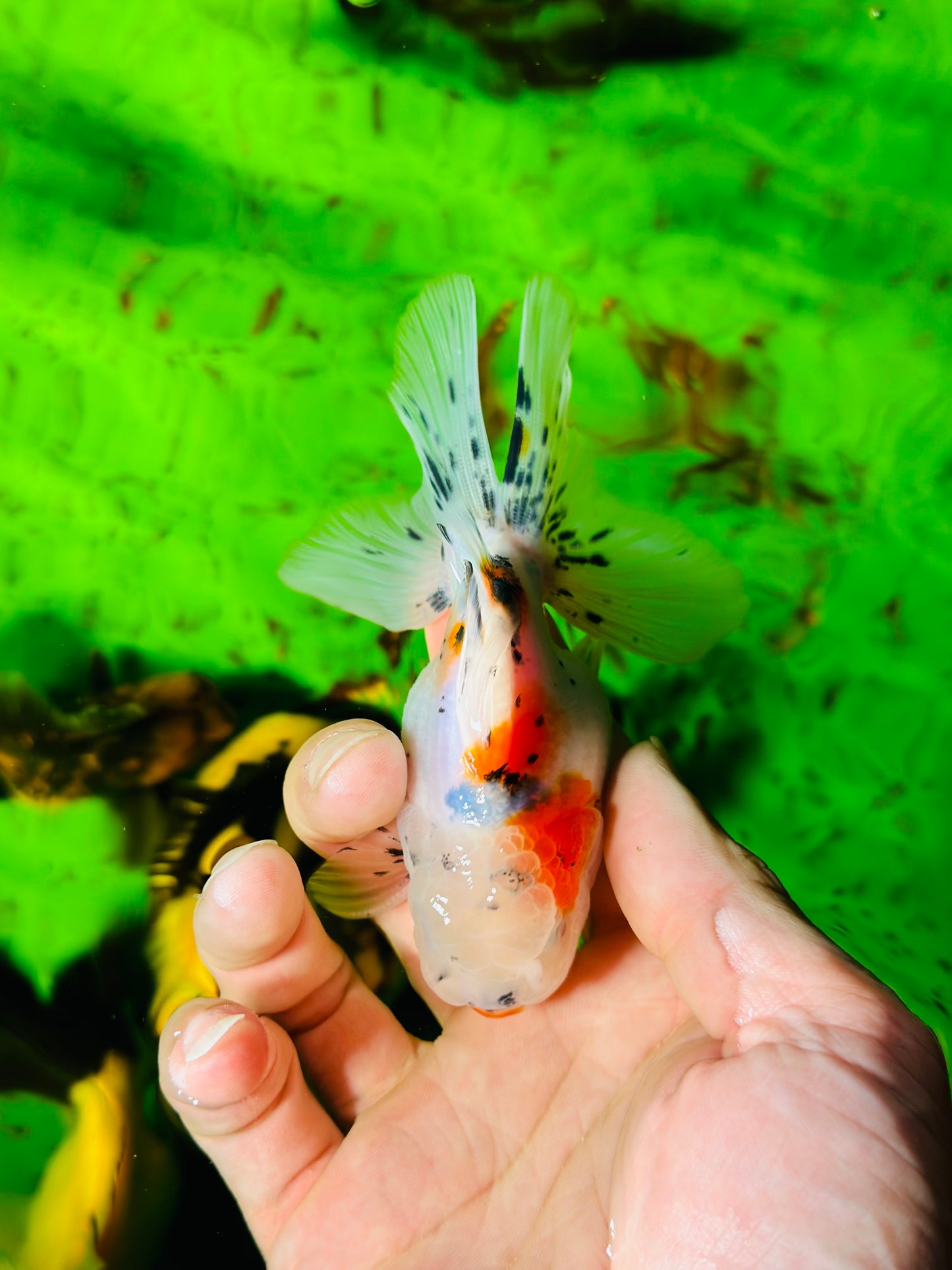 [SINGLE] Calico Oranda Male size 4 inches #112224SO_02