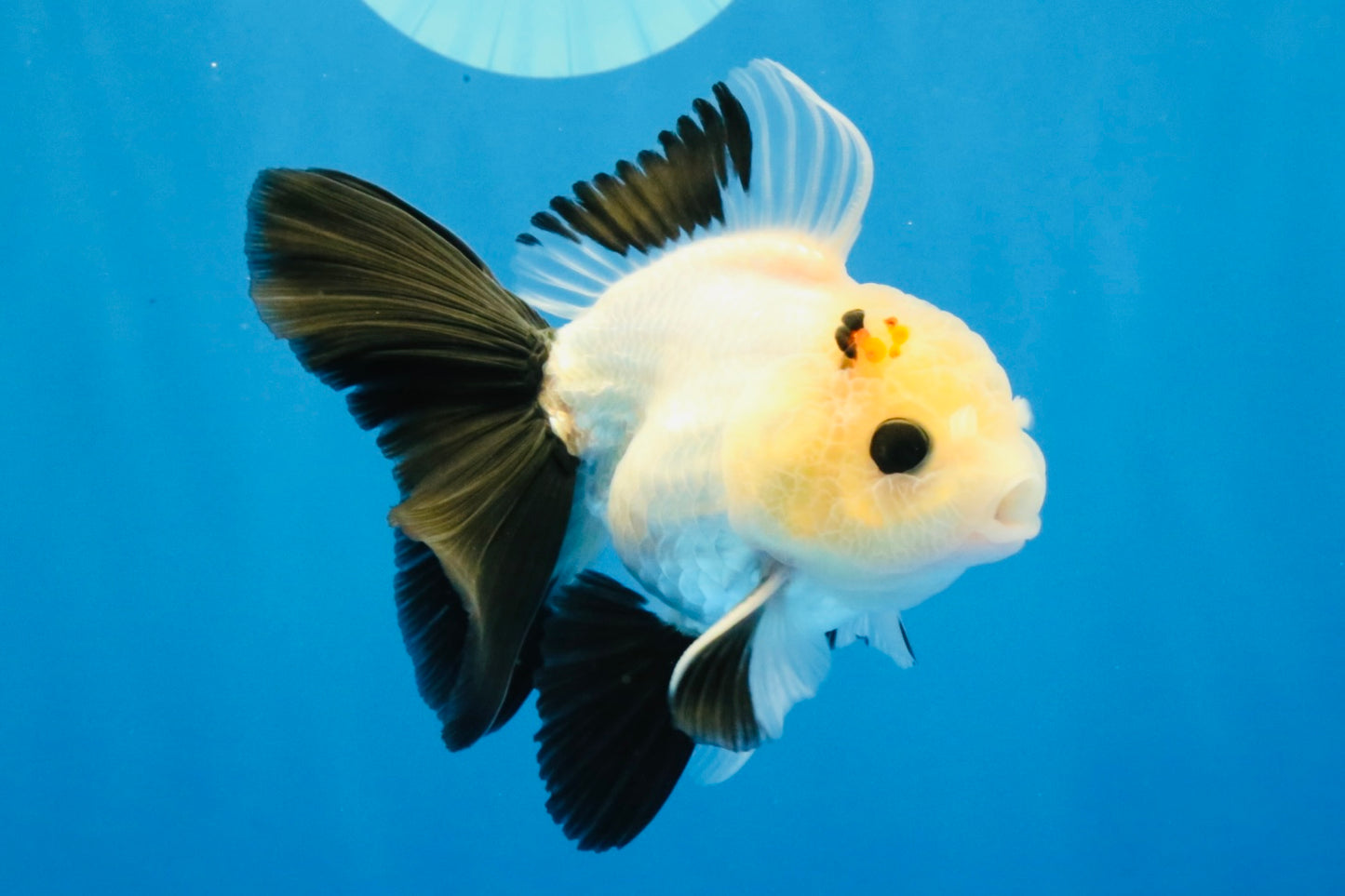 [SINGLE] Panda Button Eyes Oranda Male 4-4.5 inches #031326SO_08