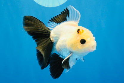[SINGLE] Panda Button Eyes Oranda Male 4-4.5 inches #031326SO_08