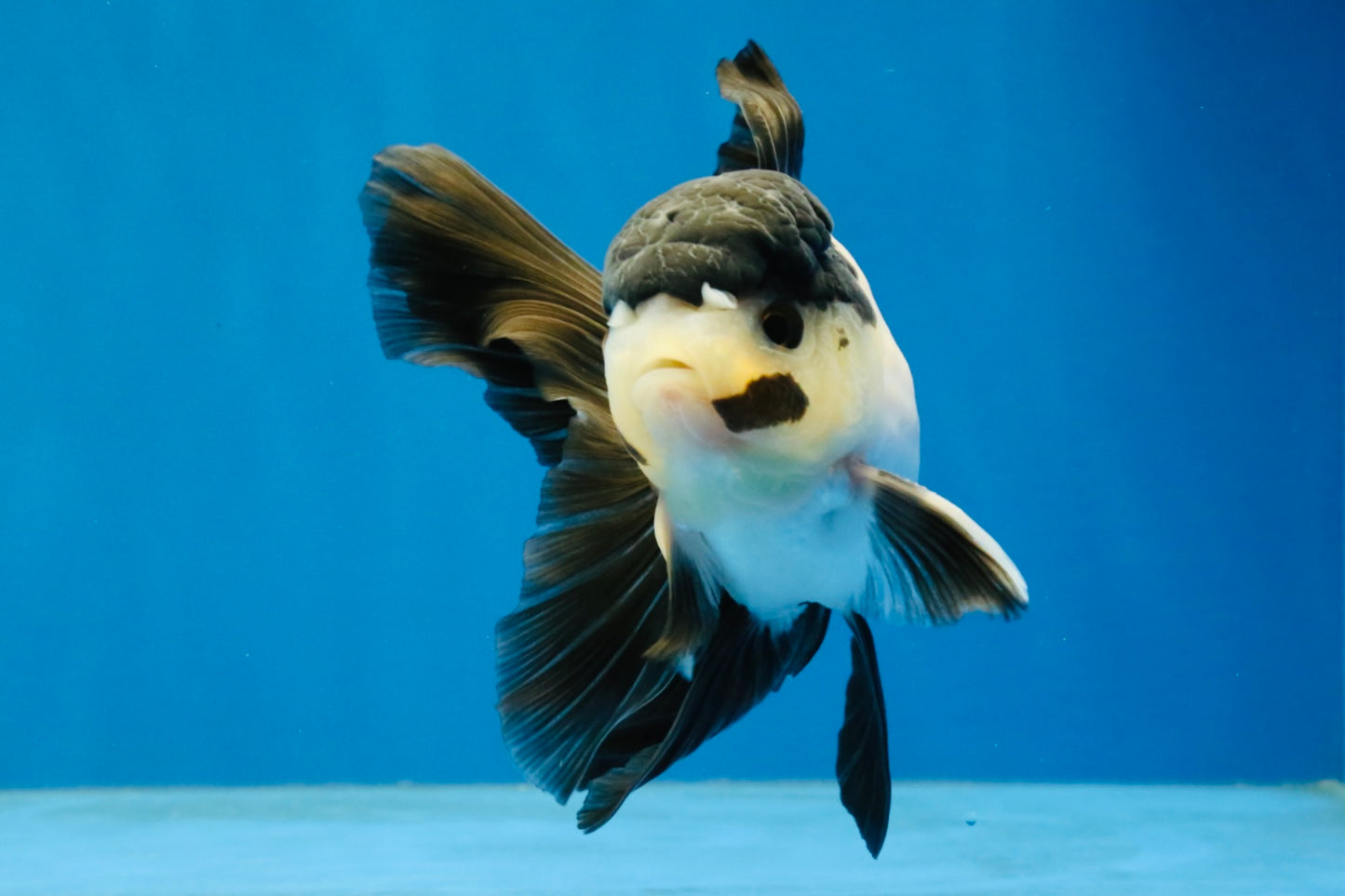 [SINGLE] Panda Oranda Male 4.5 inches #040326SO_08