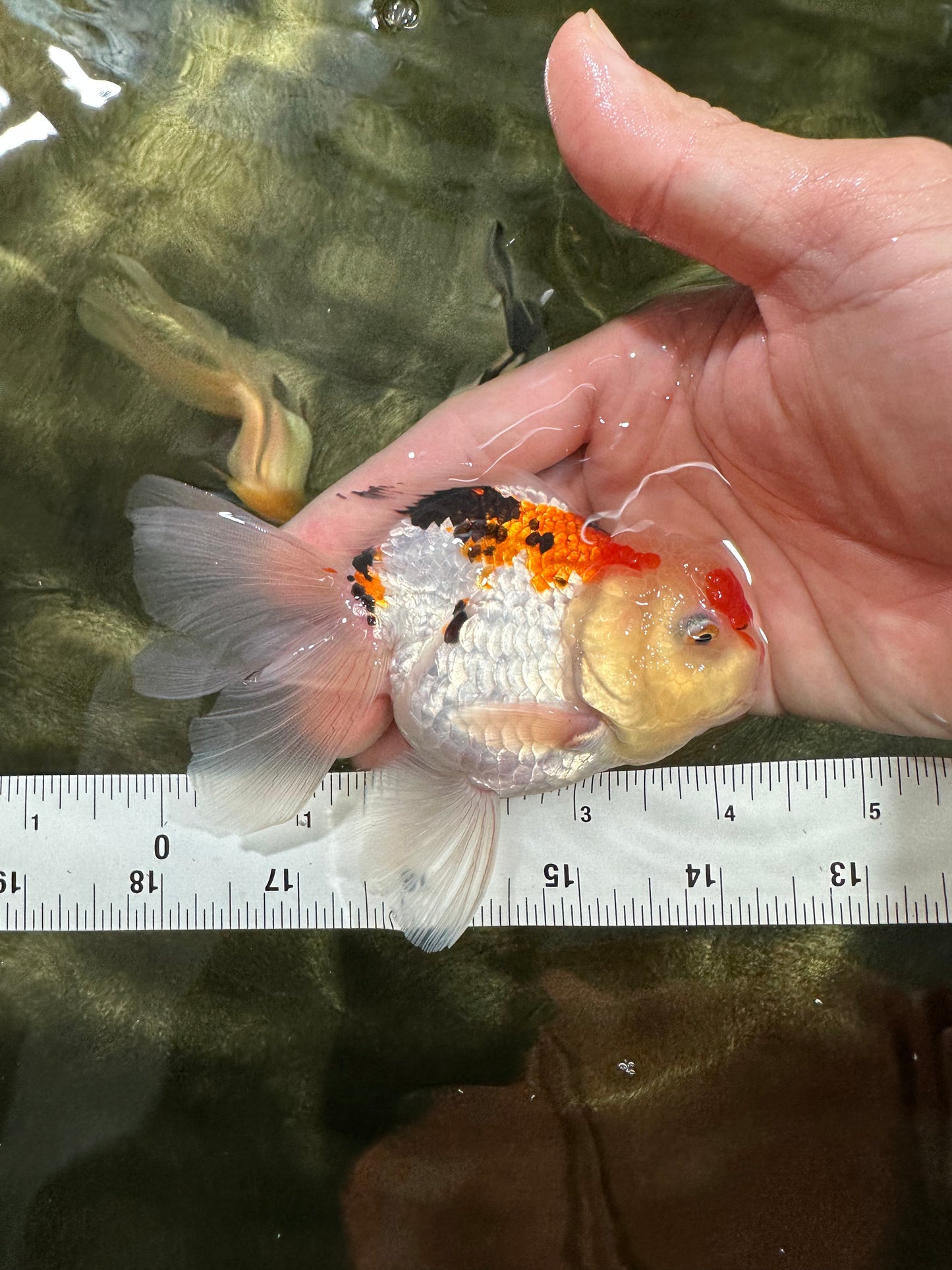 [COUPLE] Panda & Tricolor Male Oranda 4-4.5 inches #052325CO_04