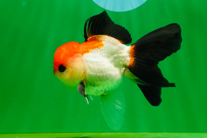 [SINGLE] Tricolor Button Eyes Oranda Male 4.5 inches #080825SO_12