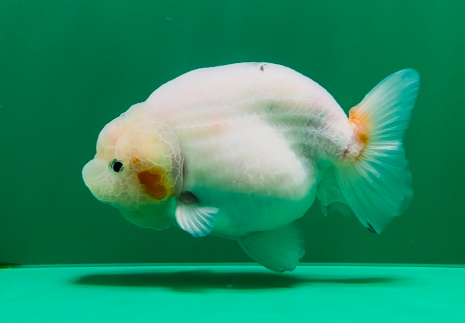 [SINGLE] White Sakura Lionchu Male 4.5 inches #070425SL_07