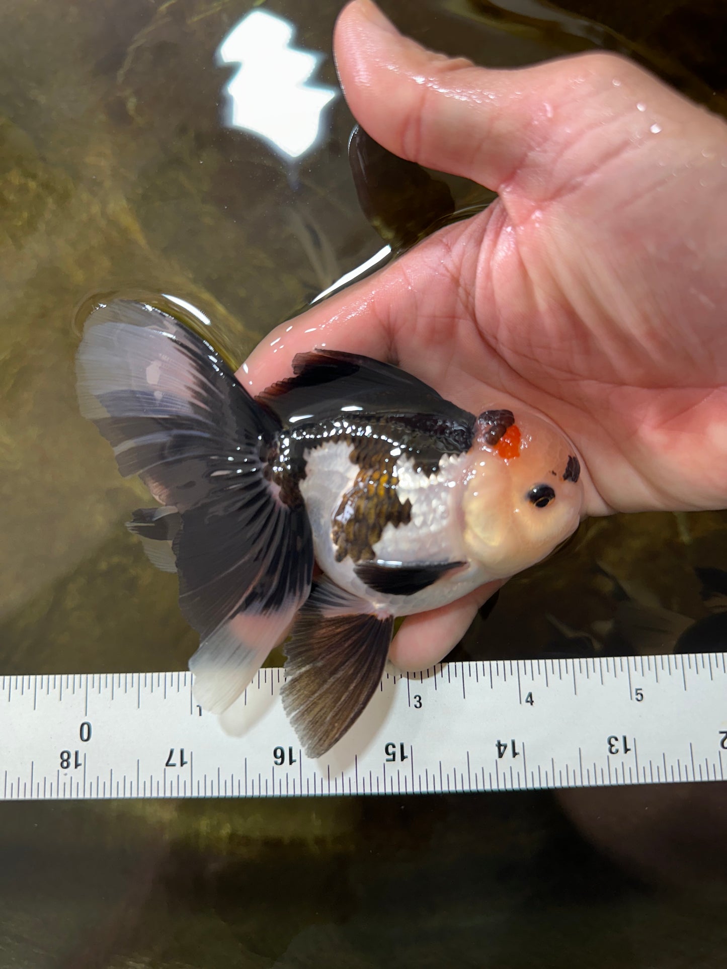 [SINGLE] Panda Male Oranda 4.5 inches #080125SO_09
