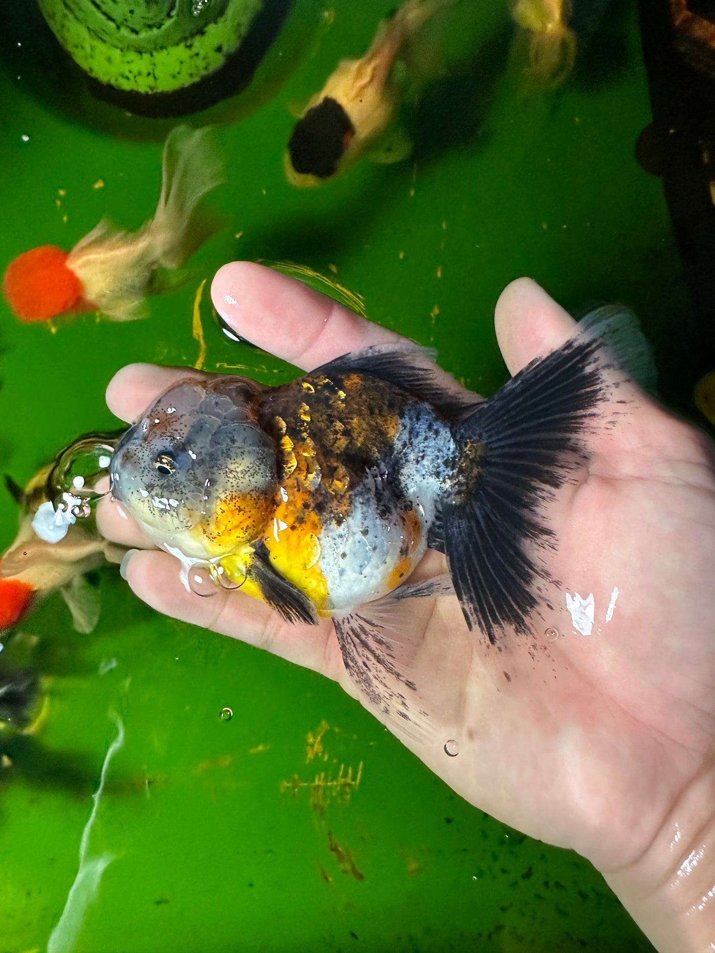 [SINGLE] Calico Oranda Female 4.5-5 inches #110824SGO_22