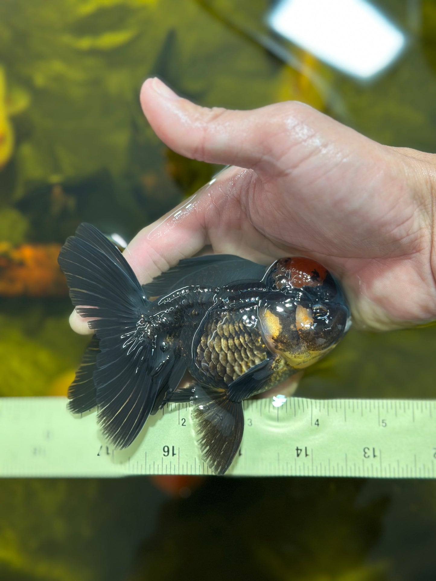 [SINGLE] Red Tancho Tricolor Oranda Male 4-4.5 inches #112924SO_11