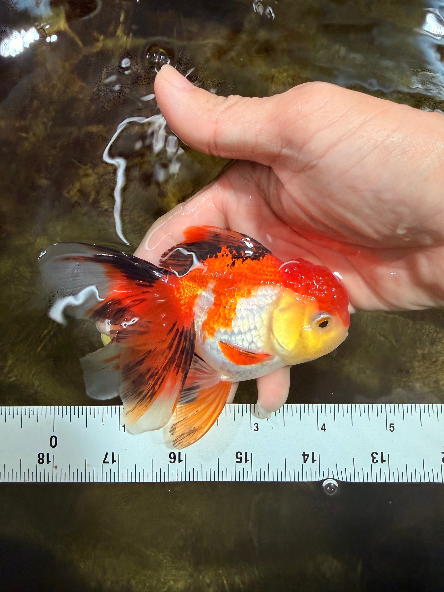 [SINGLE] Tricolor Female 4.5 inches #101725SO_01