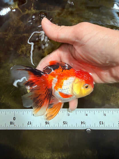 [SINGLE] Tricolor Female 4.5 inches #101725SO_01