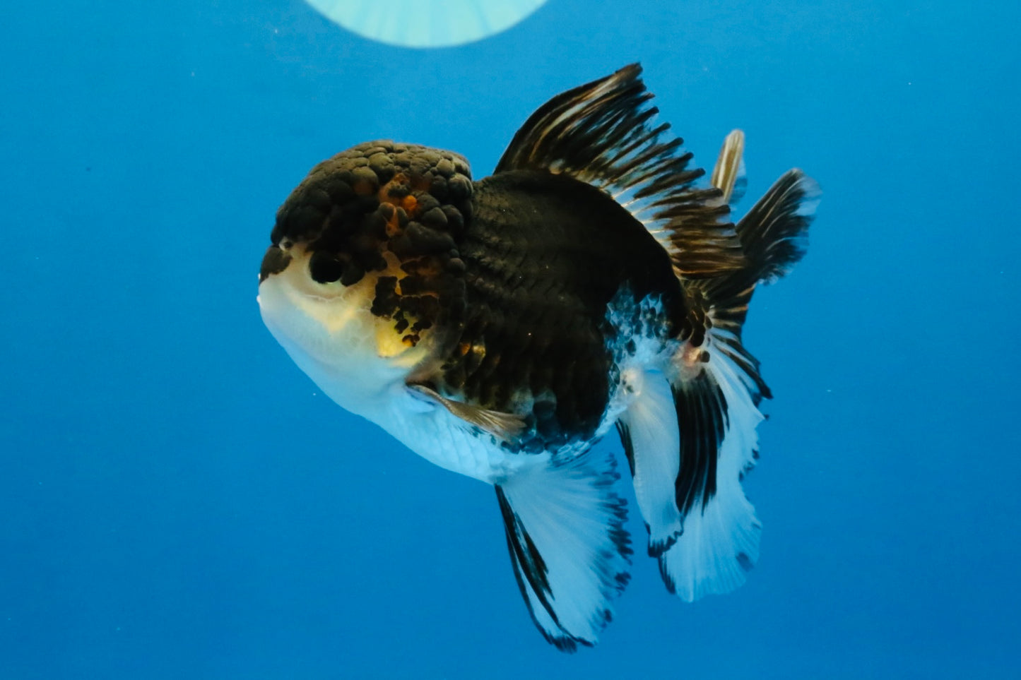 [SINGLE] Tricolor Oranda Male 4-4.5 inches #041726SO_01