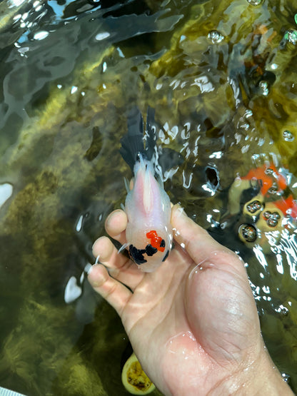 [SINGLE] Tricolor Oranda Male 4-4.5 inches #091925SO_09