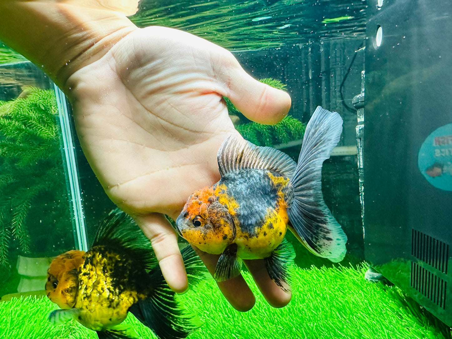 [COUPLE] Tiger & Kirin Oranda size 4-4.5 inches #111524CO_12