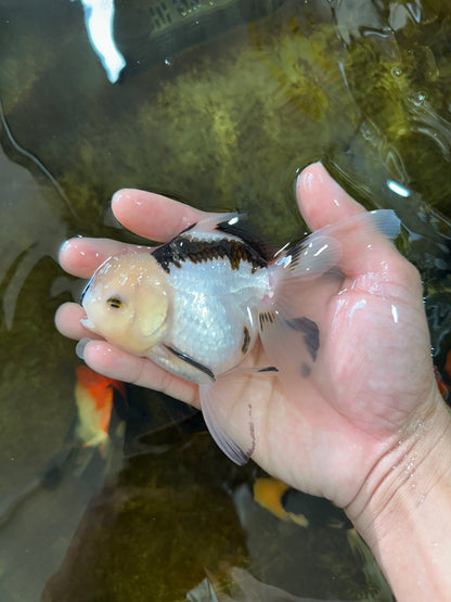 [SINGLE] Panda Oranda Female 4.5-5  inches #080825SO_02