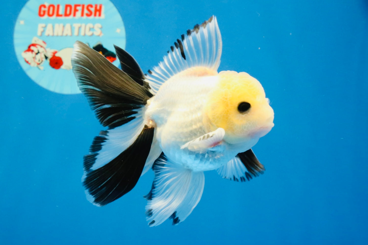 [SINGLE] Panda Button Eyes Oranda Male 4.5 inches #032026SO_08
