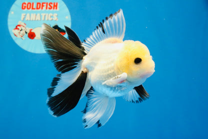 [SINGLE] Panda Button Eyes Oranda Male 4.5 inches #032026SO_08