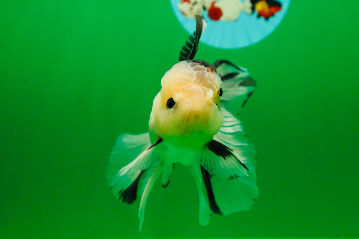 [SINGLE] Tricolor Male Oranda 5 inches #080125SO_12