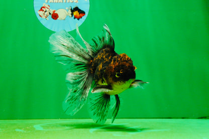 [SINGLE] Tiger Oranda Male 5 inches #103125SO_02