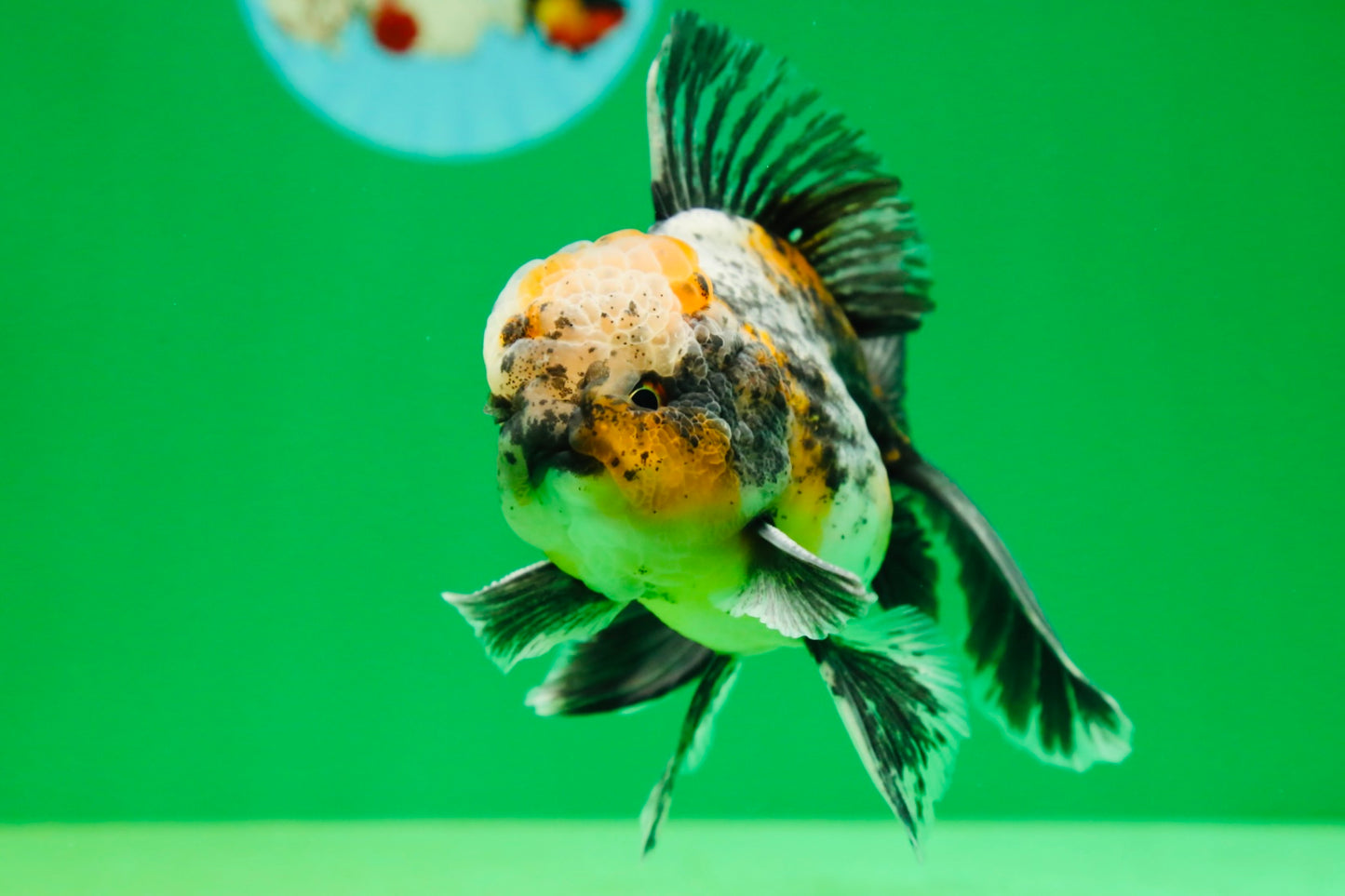 [SINGLE] Calico Kirin Male Oranda 5 inches #080125SO_06