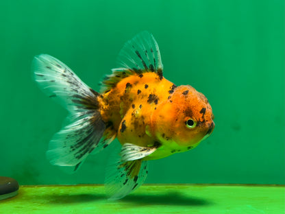[SINGLE] Tiger Oranda Male 4 inches #060625SO_05