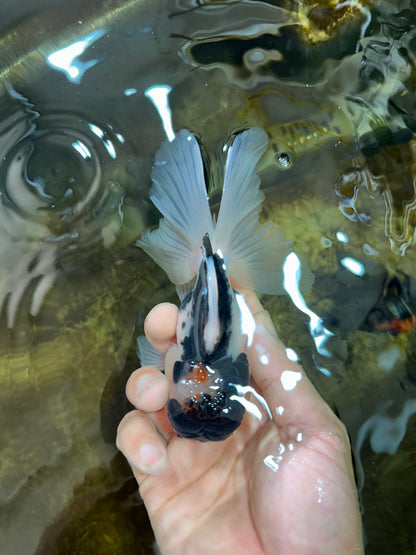 [SINGLE] Panda Oranda Male 4.5-5 inches #080825SO_07