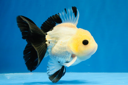 [SINGLE] Panda Button Eyes Oranda Male 4.5 inches #031326SO_10