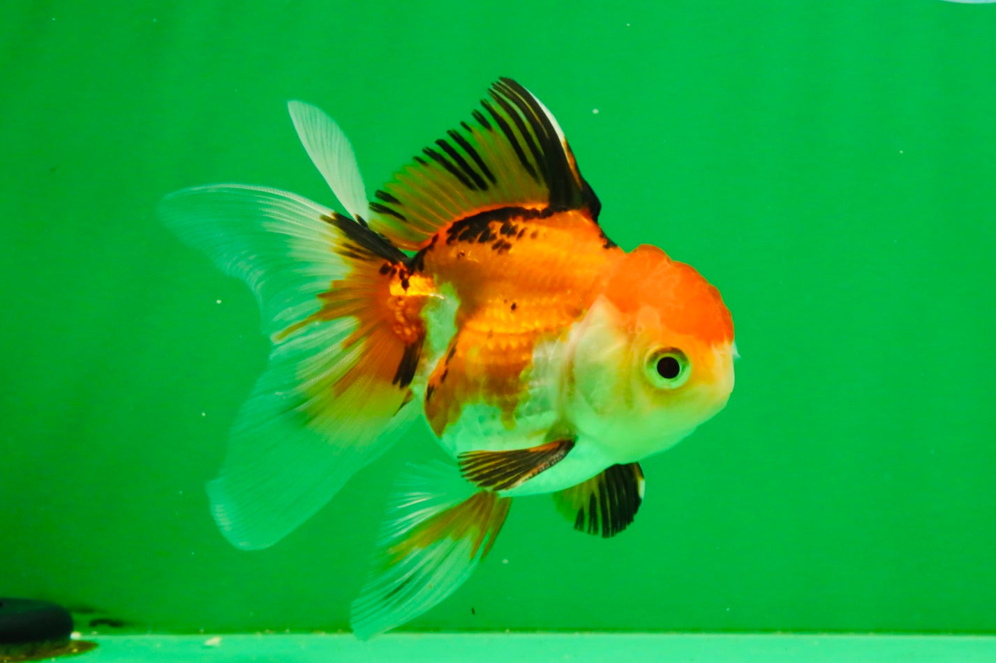 [SINGLE] Tricolor Oranda Male 4-4.5 inches #111425SO_03