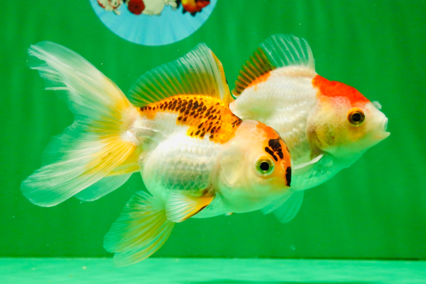 [TRIPLE] Mixed Color Oranda 3.5-4.5 inches #121925TO_05