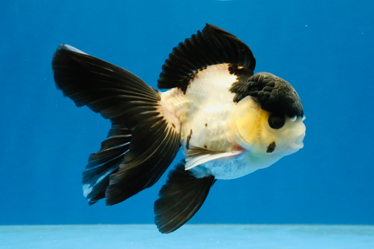 [SINGLE] Panda Oranda Male 4.5 inches #040326SO_08