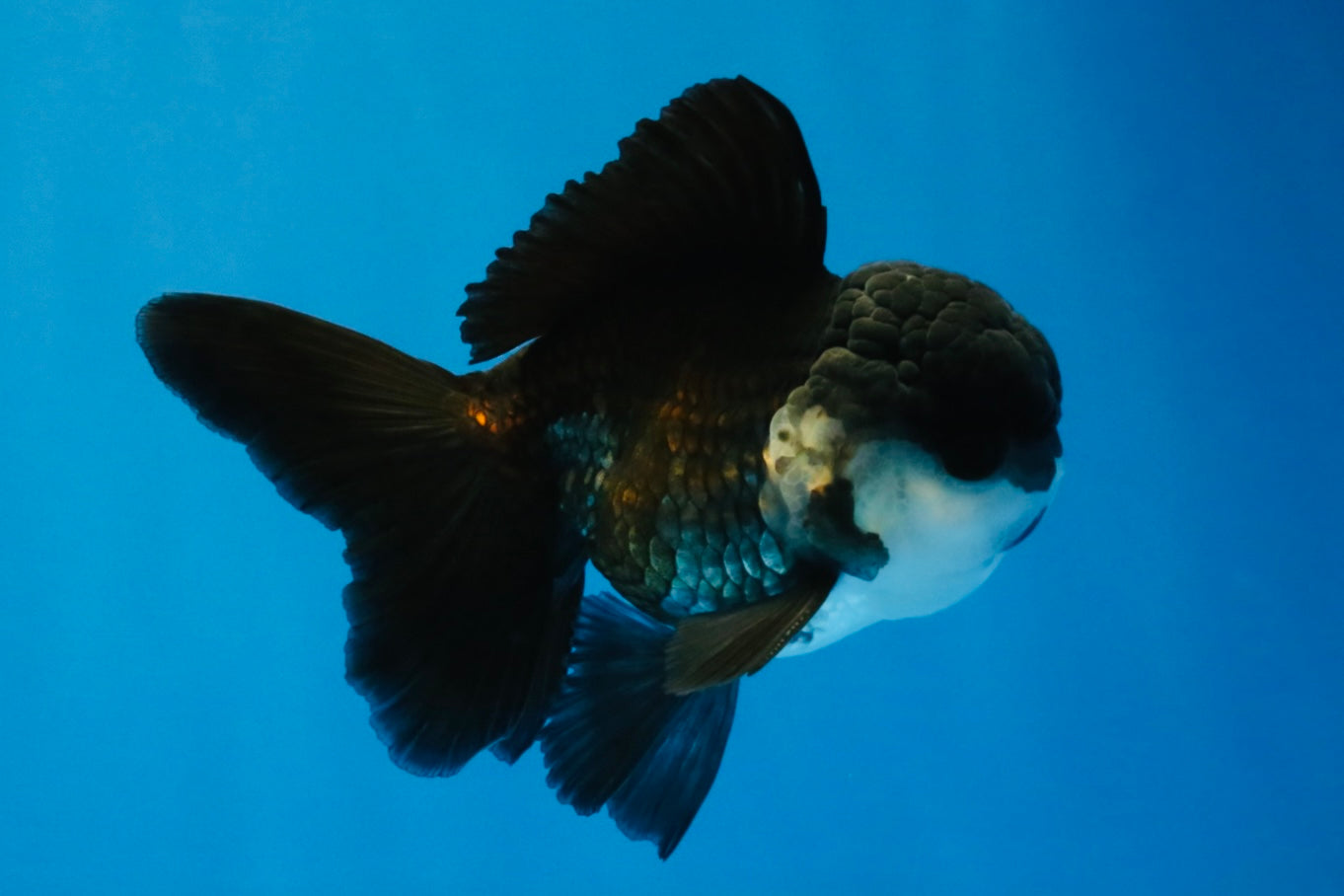 [SINGLE] Panda Oranda Male 4-4.5 inches #041026SO_07