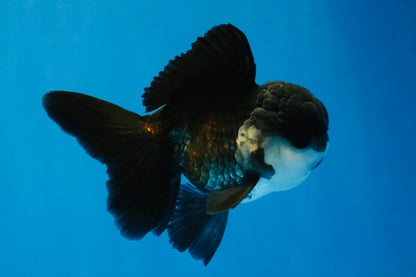 [SINGLE] Panda Oranda Male 4-4.5 inches #041026SO_07