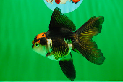 [COUPLE] Red White Male & Tricolor Female Oranda 4-4.5 inches #101025CO_08